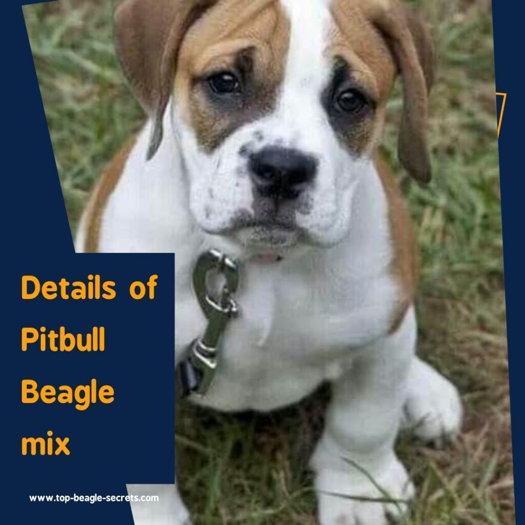 Details of Pitbull Beagle mix 