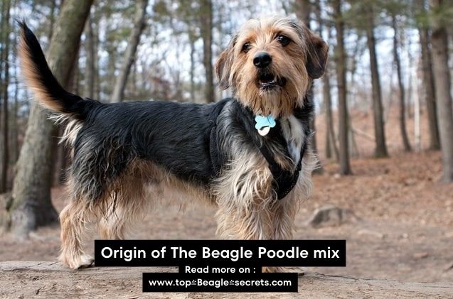 Origin of The Beagle Poodle mix