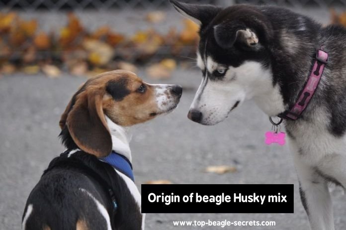Origin of beagle Husky mix