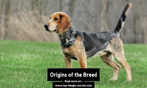 Origins of the Breed