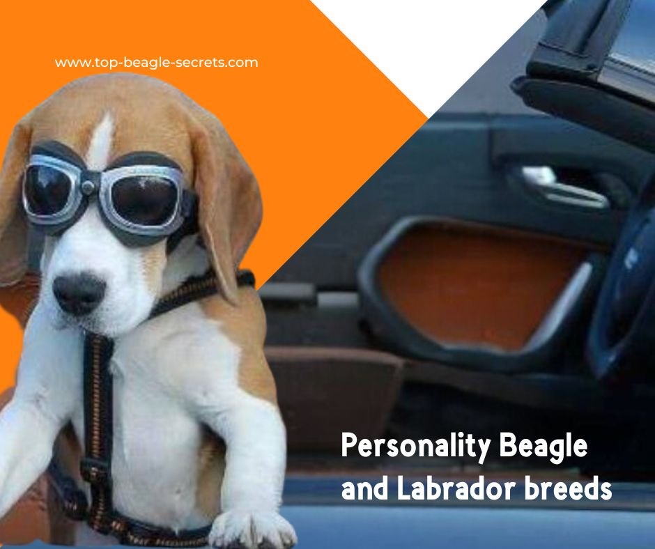 Personality Beagle and Labrador breeds