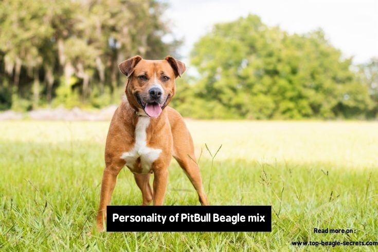 Personality of PitBull Beagle mix
