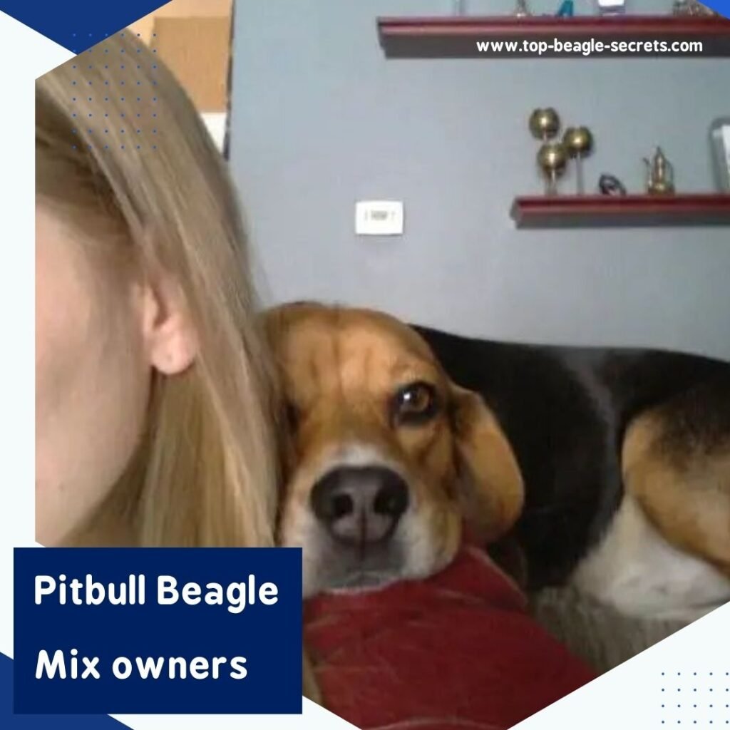 Pitbull Beagle Mix owners 
