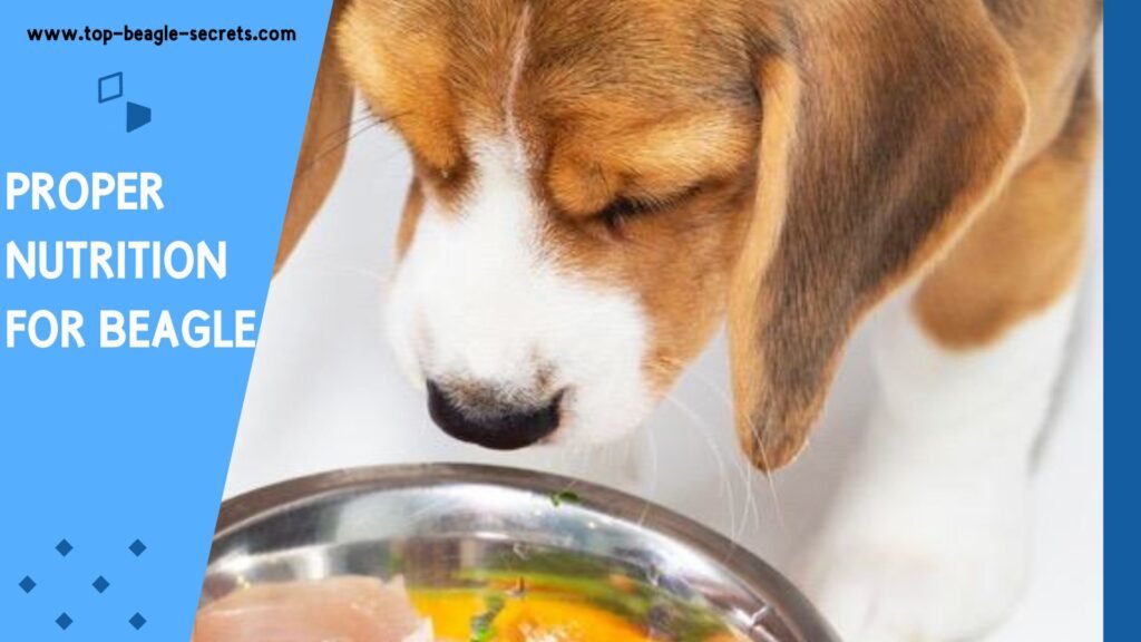 Proper Nutrition for Beagle