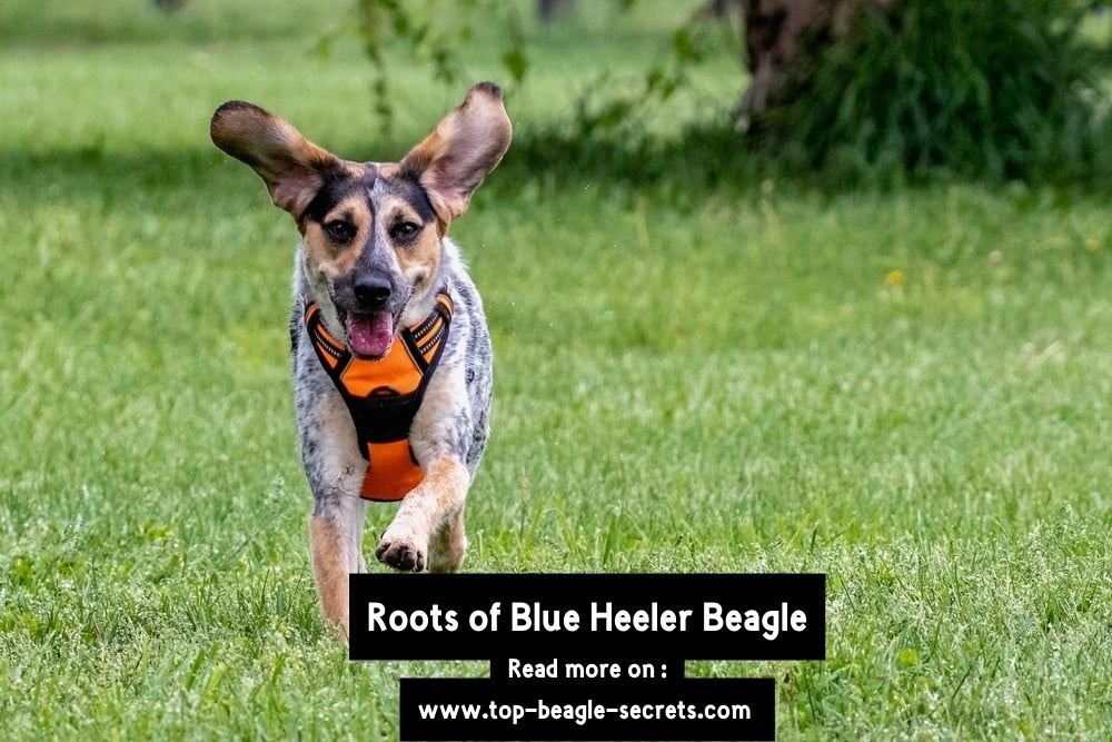 Roots of Blue Heeler Beagle