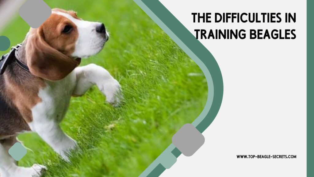 The difficulties in training Beagles