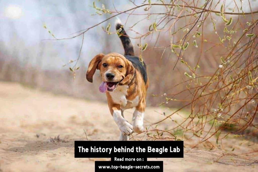 The history behind the Beagle Lab