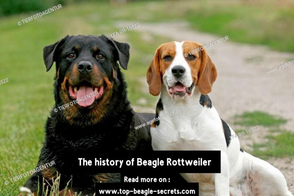 The history of Beagle Rottweiler