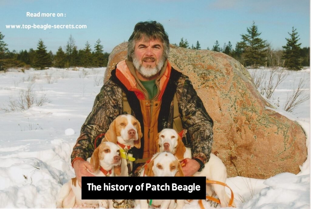 The history of Patch Beagle