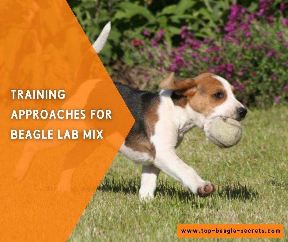 Training Approaches for beagle Lab Mix