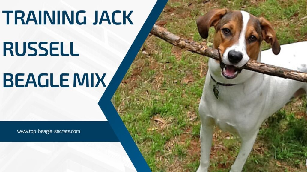 training Jack Russell Beagle Mix