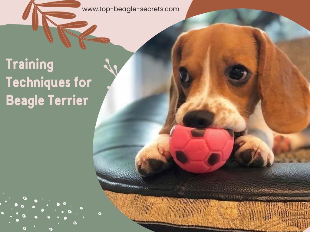 Training Techniques for Beagle Terrier
