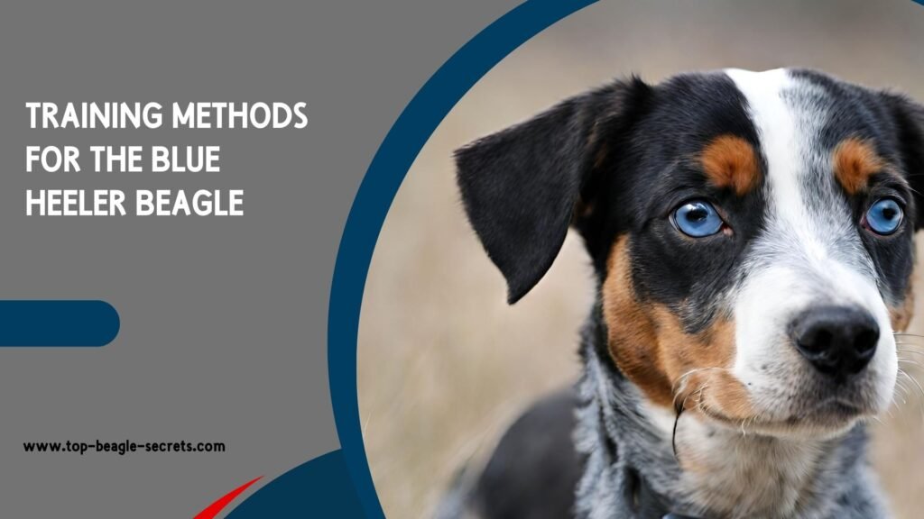 Training methods for the Blue Heeler Beagle