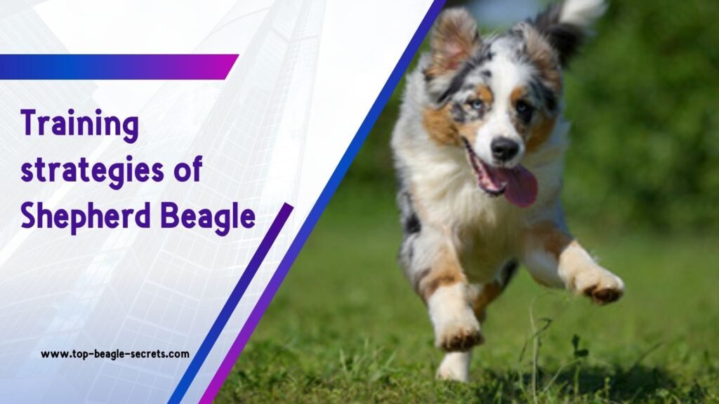 Training strategies of australian shepherd beagle mix