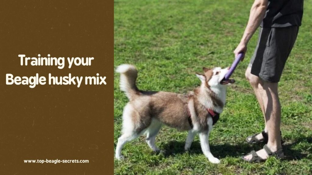 Training your Beagle husky mix
