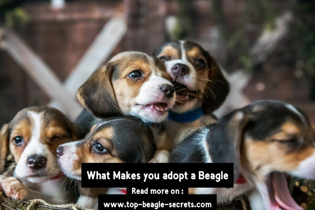 What Makes you adopt a Beagle
