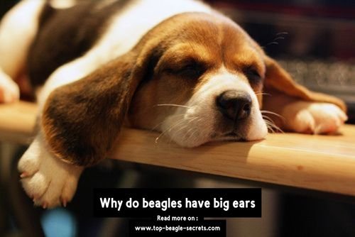 Why do beagles have big ears