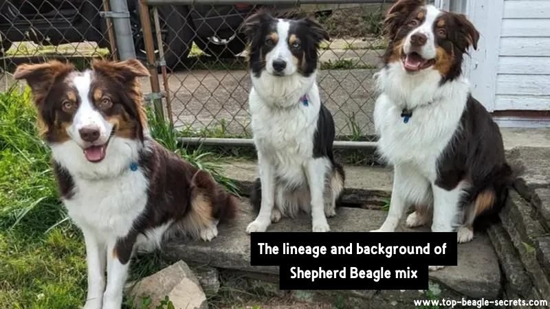 The lineage and background of Shepherd Beagle mix
