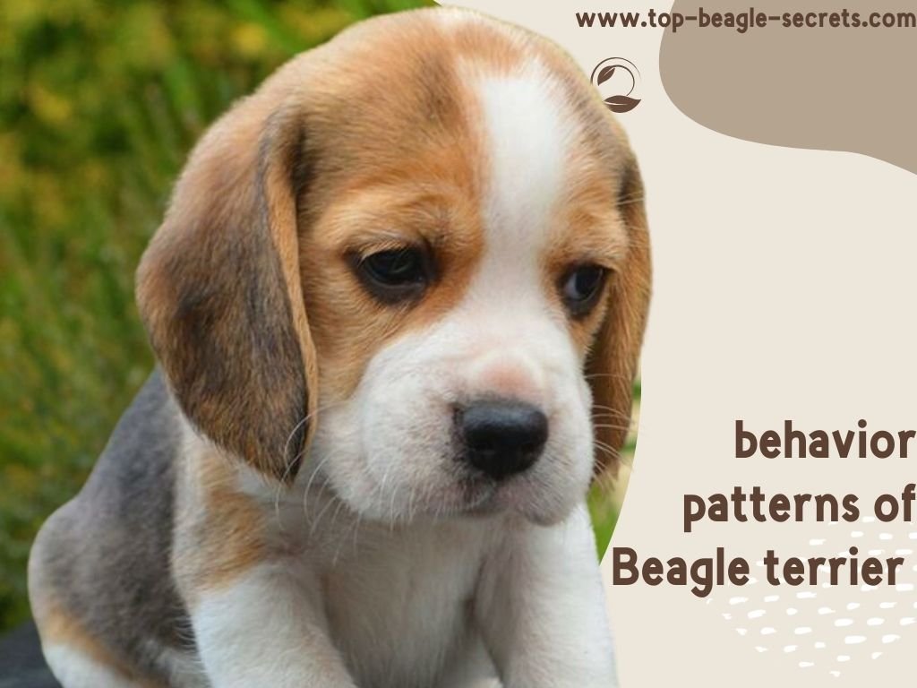 behavior patterns of Beagle terrier 