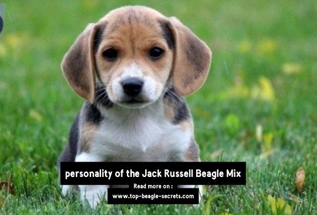 personality of the Jack Russell Beagle Mix