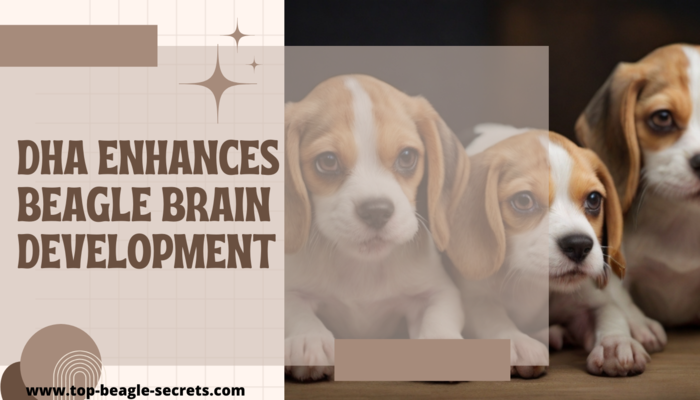 DHA Enhances Beagle Brain Development