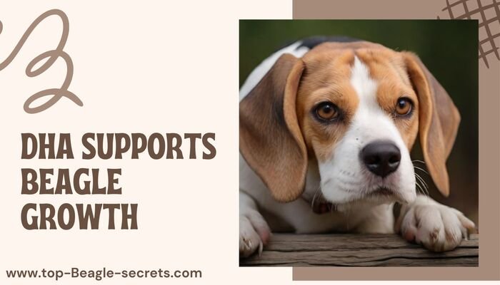 DHA Supports Beagle Growth