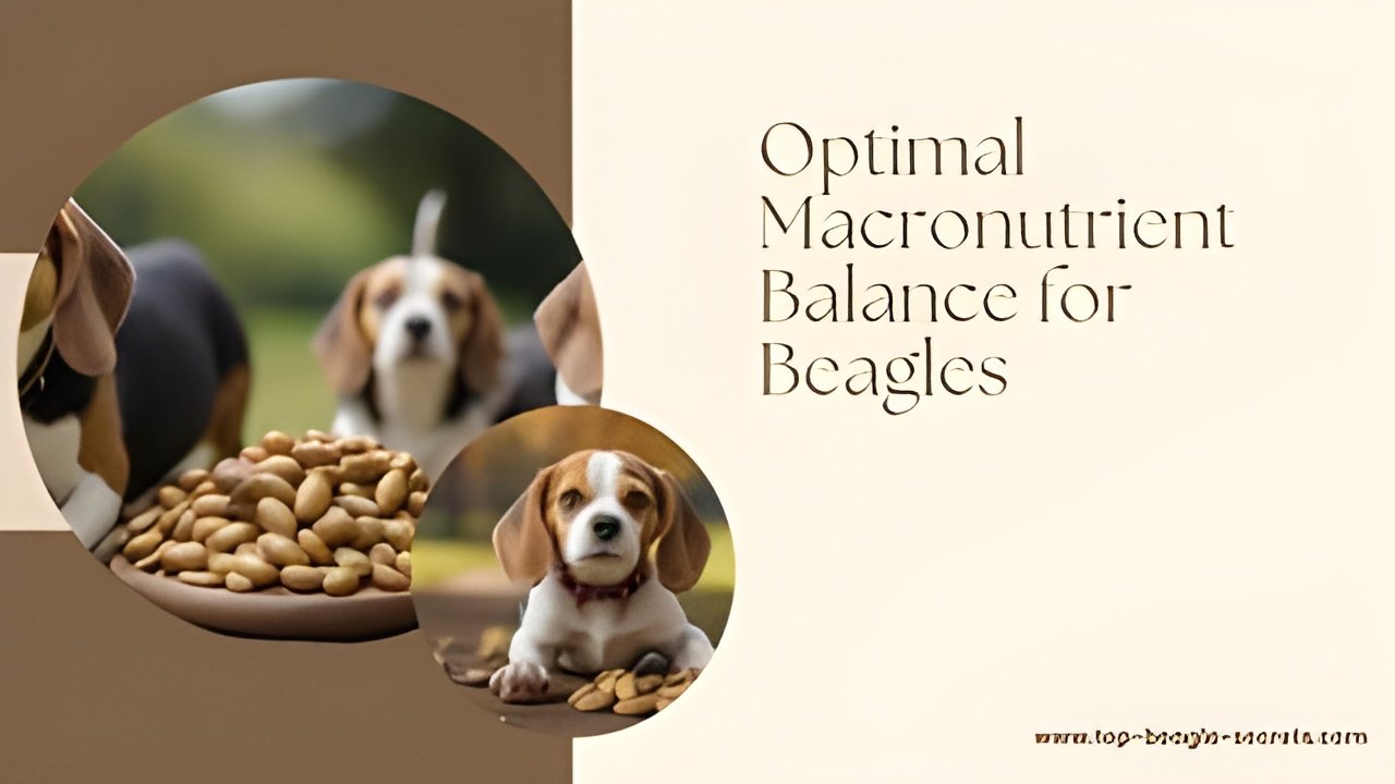 Optimal Macronutrient Balance for Beagles