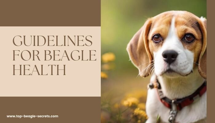 Guidelines for Beagle Health