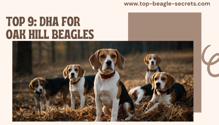 Top 9: DHA for oak hill Beagles