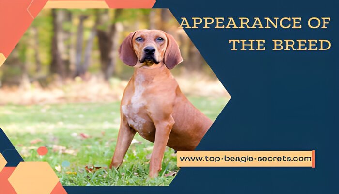 Appearance of Redbone Coonhound Pitbull mix.