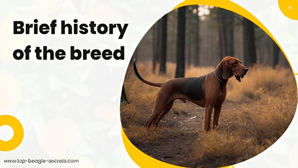 Brief history of the breed 