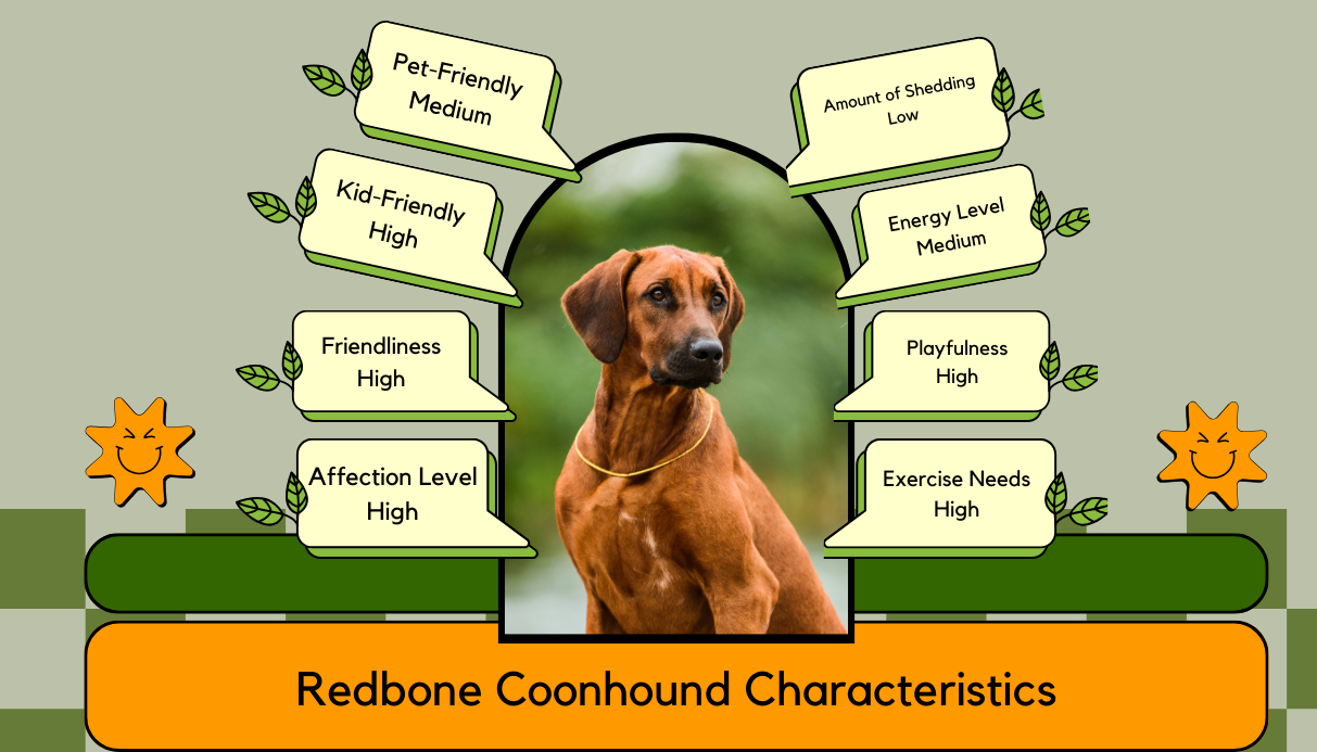 Redbone coonhound mix puppy