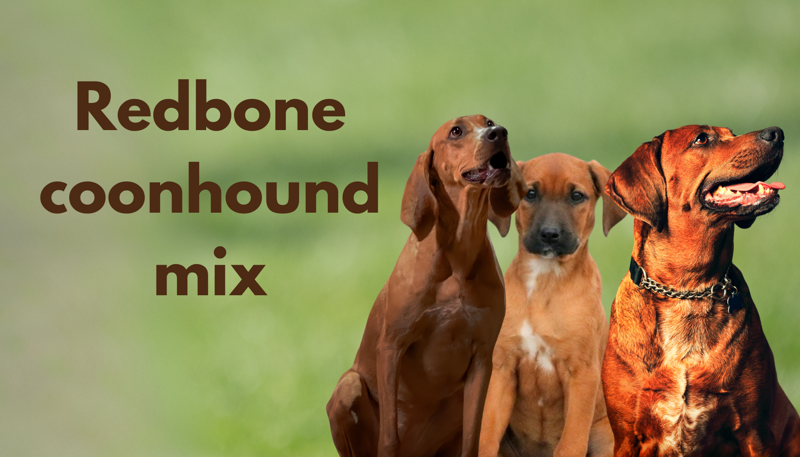 redbone coonhound mix