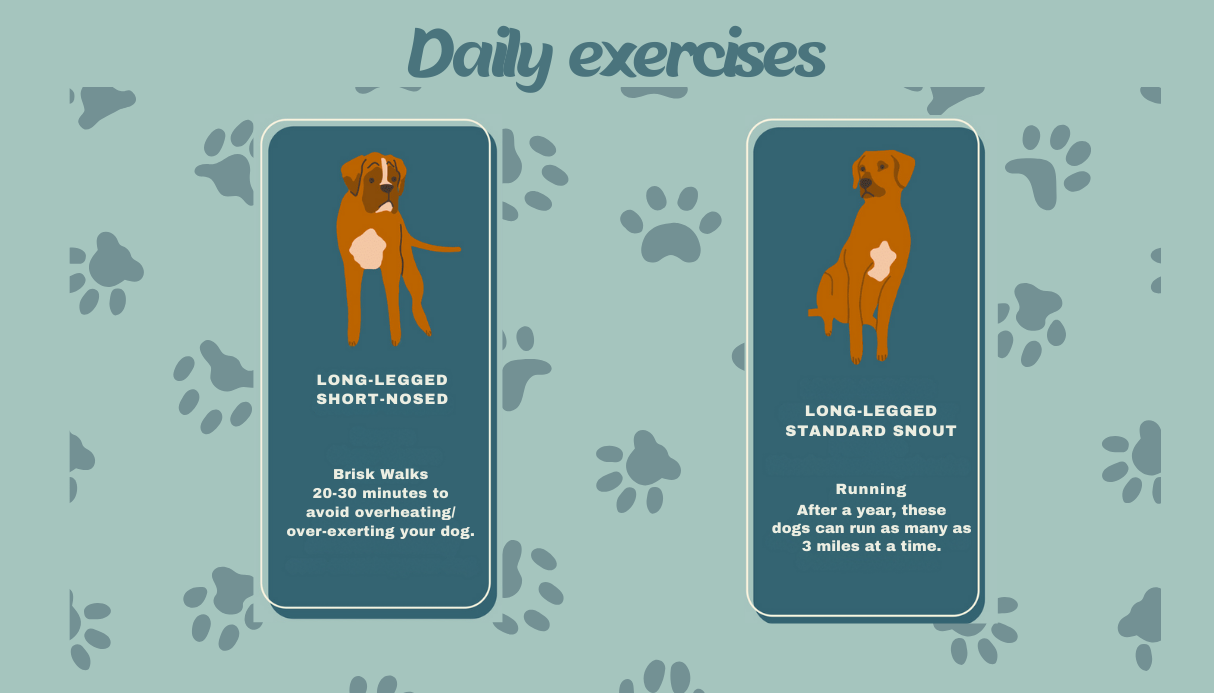 Redbone coonhound mix exercises