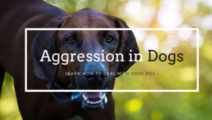 Are Redbone Coonhounds Aggressive? How to deal with dogs