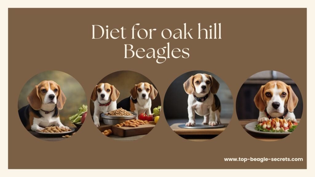 Balanced diet for oak hill Beagles