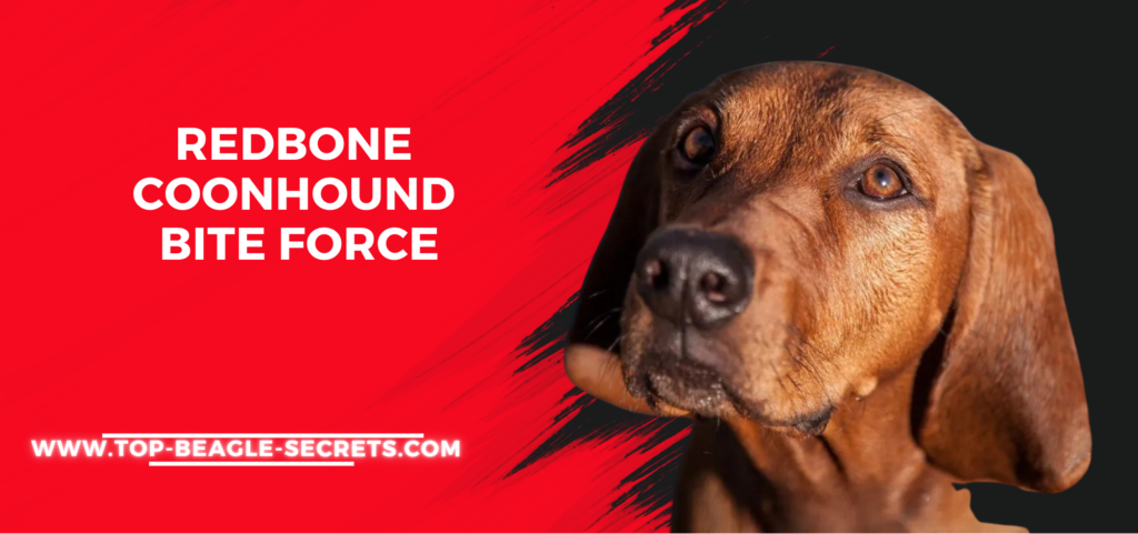 Redbone coonhound bite force