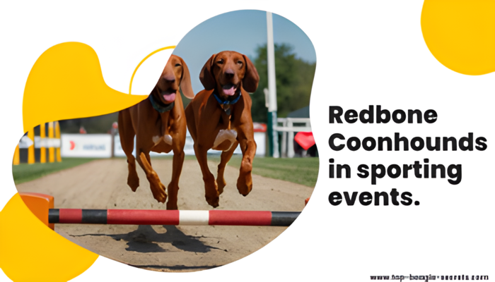 Redbone Coonhound in sporting events