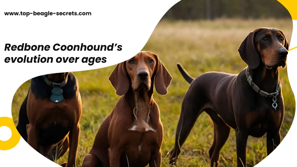 Redbone Coonhound’s evolution over ages