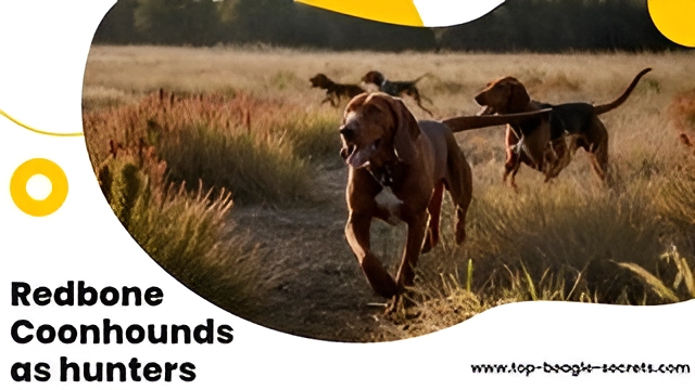 Redbone Coonhounds as hunters