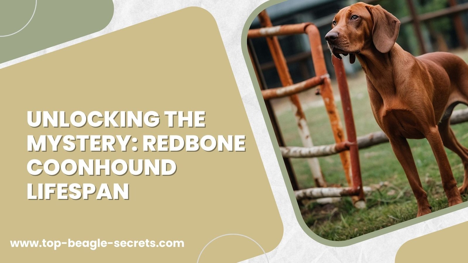 Unlocking the Mystery: Redbone Coonhound Lifespan