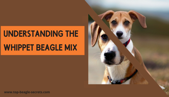 Understanding The Whippet Beagle mix
