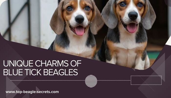 Unique Charms of Blue Tick Beagles