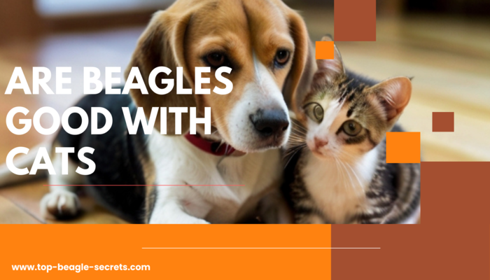 Are Beagles good with cats
