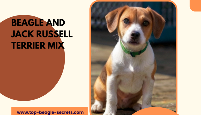 The Power of Dual Nature: Exploring the Beagle and Jack Russell Terrier Mix