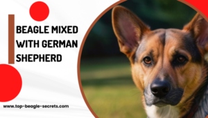 Beagle Mixed with German Shepherd