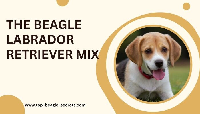 Unleashing the Best of Both Worlds: The Beagle Labrador Retriever Mix