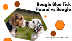 Beagle blue tick hound vs Beagle