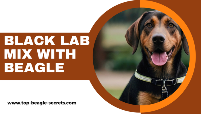 Black lab mix with beagle
