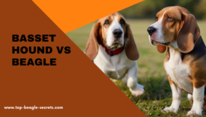 Basset Hound vs Beagle